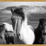 Cuadro Black And White Horses