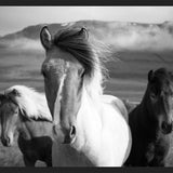 Cuadro Black And White Horses