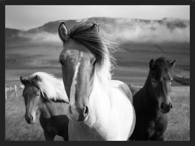 Cuadro Black And White Horses