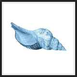 Cuadro Concha azul 1