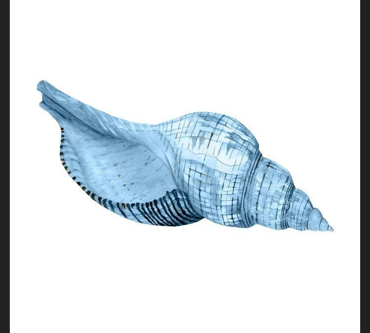 Cuadro Concha azul 1