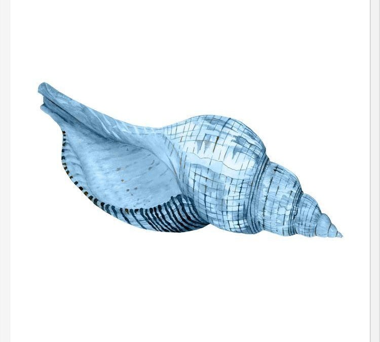 Cuadro Concha azul 1
