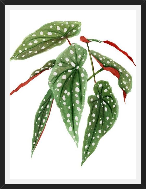 Cuadro Begonia