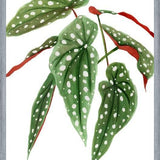 Cuadro Begonia