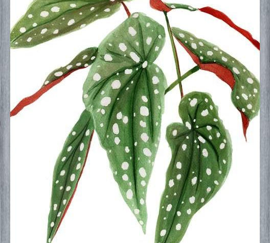 Cuadro Begonia