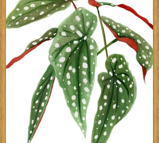 Cuadro Begonia