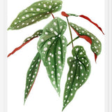 Cuadro Begonia