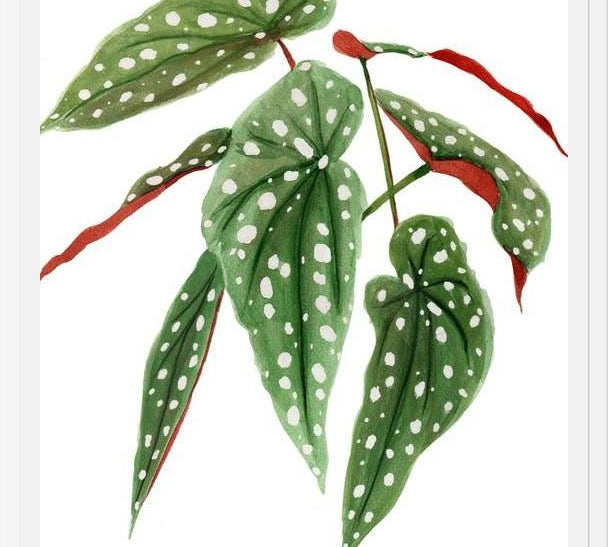 Cuadro Begonia