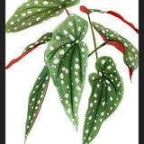 Cuadro Begonia