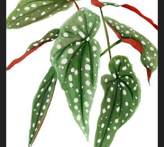 Cuadro Begonia