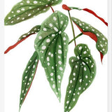 Cuadro Begonia