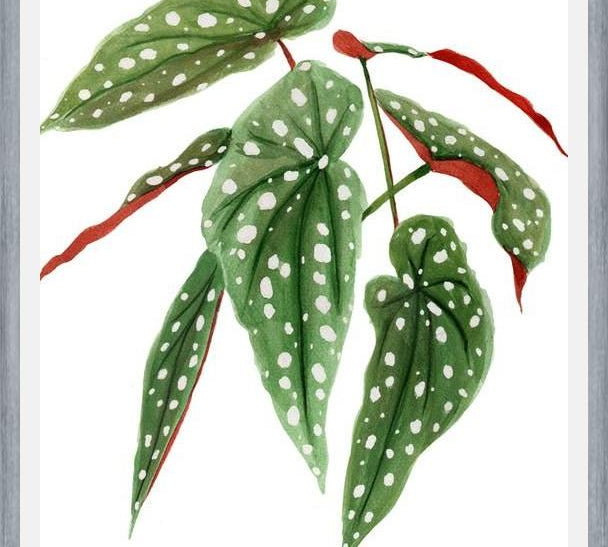Cuadro Begonia