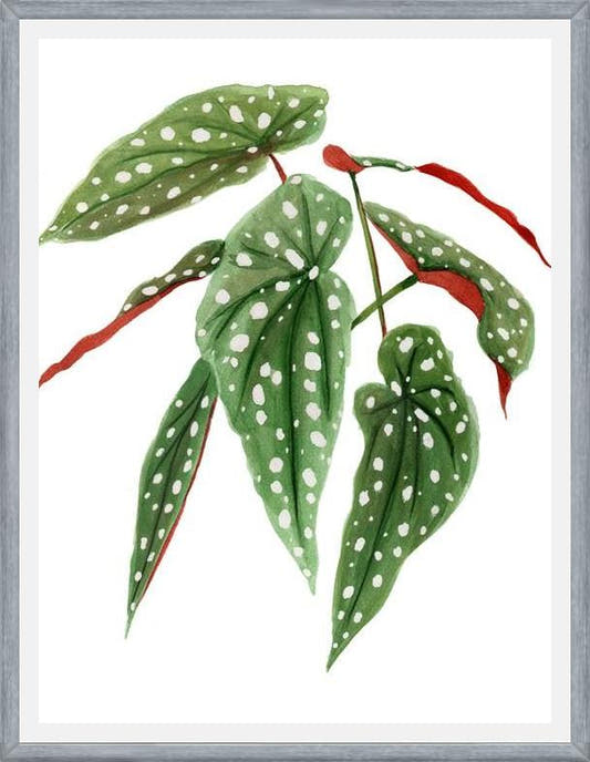 Cuadro Begonia