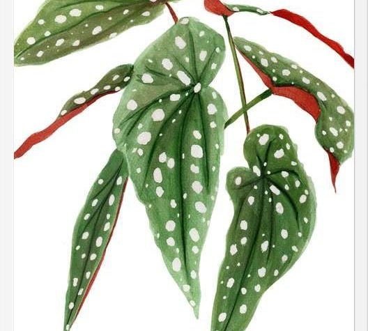 Cuadro Begonia
