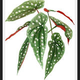 Cuadro Begonia