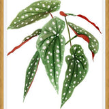 Cuadro Begonia
