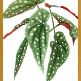 Cuadro Begonia