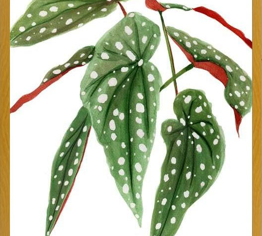 Cuadro Begonia