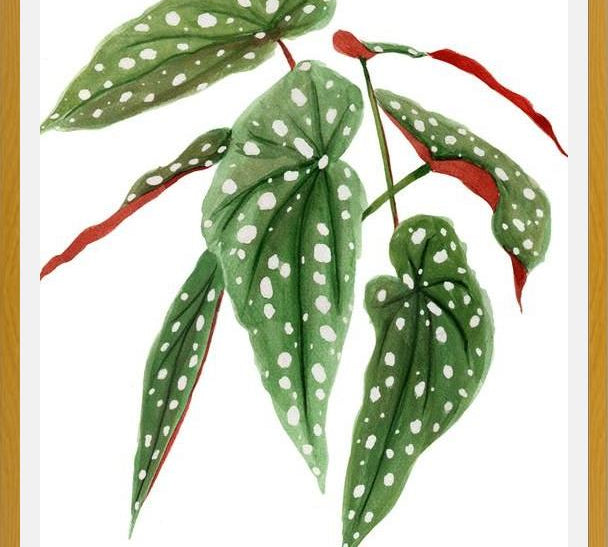 Cuadro Begonia