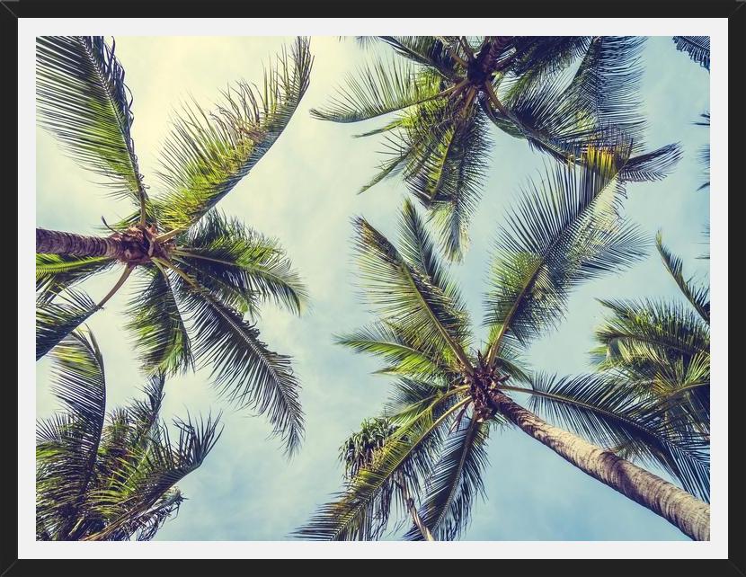 Cuadro Palms In The Sky