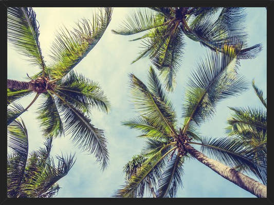 Cuadro Palms In The Sky