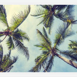 Cuadro Palms In The Sky