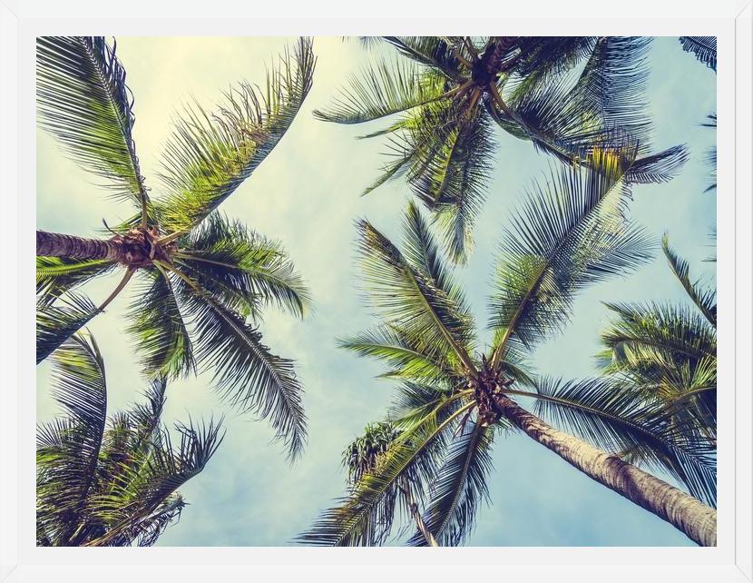Cuadro Palms In The Sky