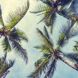 Canvas Palms In The Sky