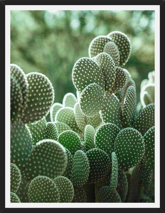 Cuadro The Cacti Cactus