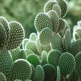 Canvas The Cacti Cactus