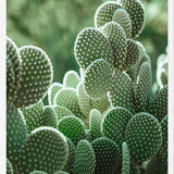 Cuadro The Cacti Cactus