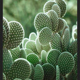 Cuadro The Cacti Cactus
