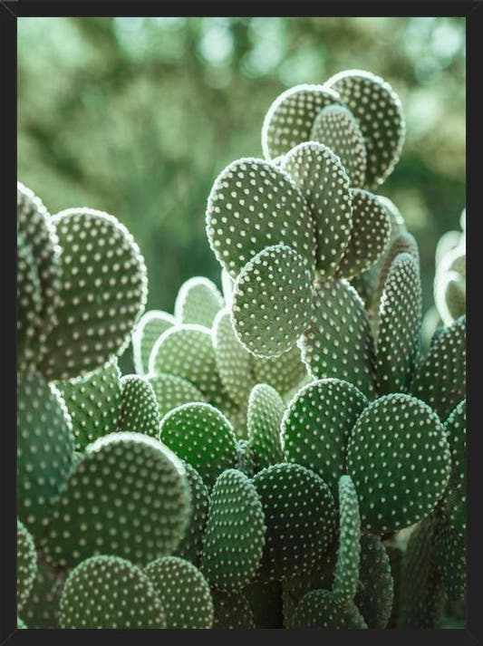 Cuadro The Cacti Cactus