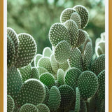 Cuadro The Cacti Cactus