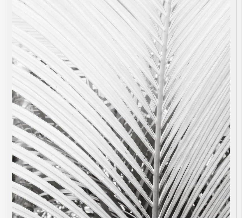 Cuadro Nature Mood White