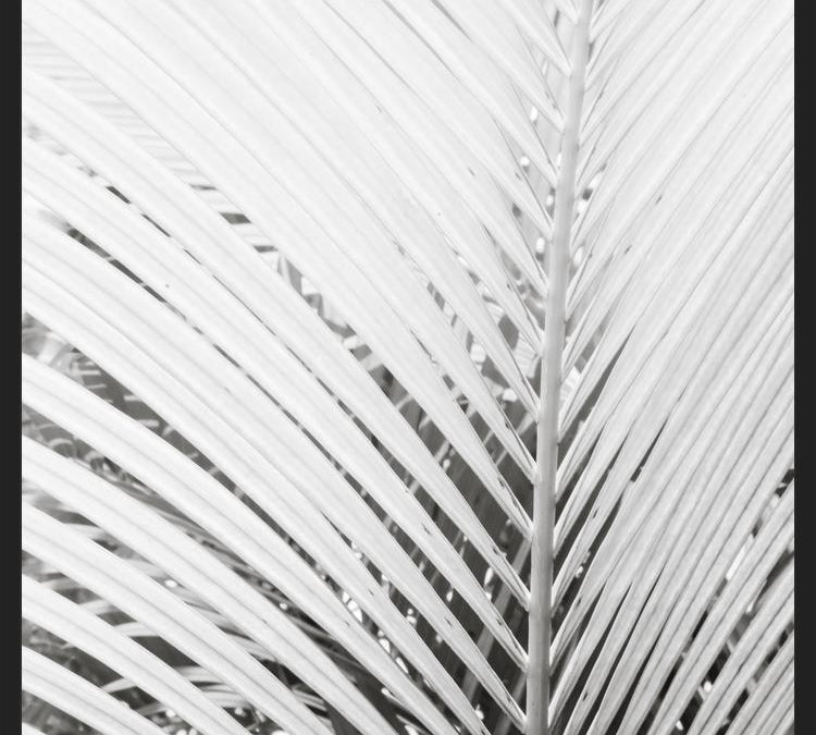 Cuadro Nature Mood White