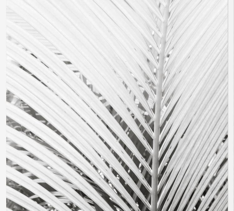 Cuadro Nature Mood White