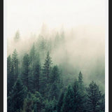 Cuadro The Fog And The Forest II