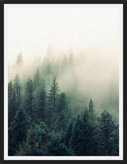 Cuadro The Fog And The Forest II