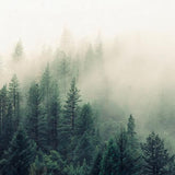 Canvas The Fog And The Forest II