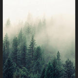 Cuadro The Fog And The Forest II
