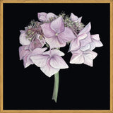 Cuadro Hortensia rosada