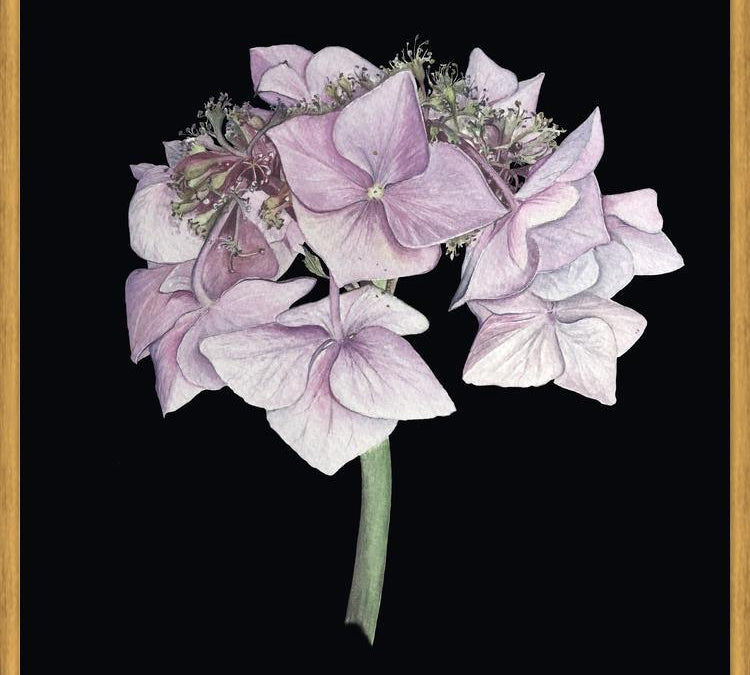 Cuadro Hortensia rosada
