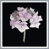 Cuadro Hortensia rosada