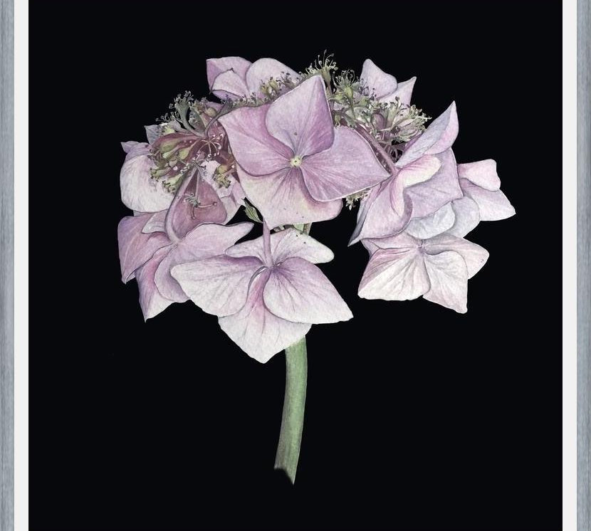 Cuadro Hortensia rosada