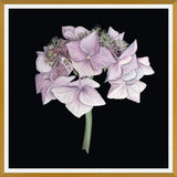 Cuadro Hortensia rosada