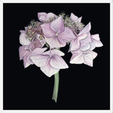 Cuadro Hortensia rosada