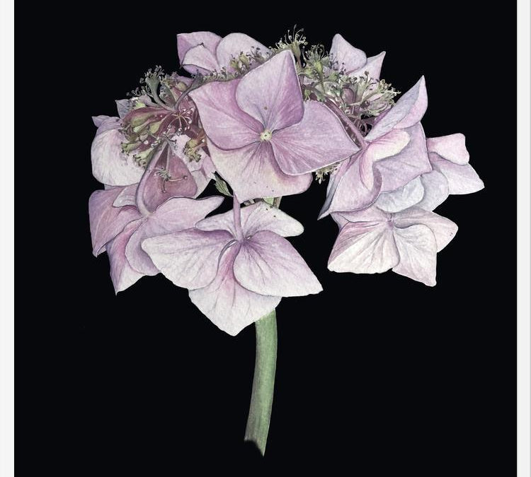 Cuadro Hortensia rosada