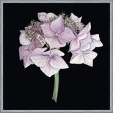 Cuadro Hortensia rosada