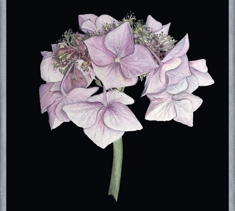 Cuadro Hortensia rosada